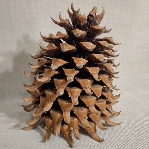 Giant Coulter California Pinecone